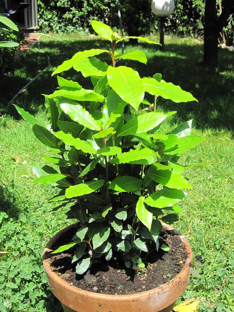 🌿 Δάφνη του Απόλλωνας (Laurus nobilis) - 3
